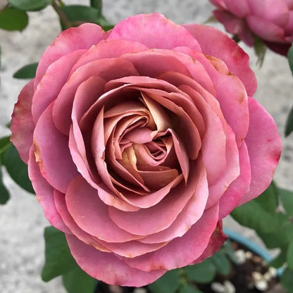 Solfa Japanese Florist Shrub Rose