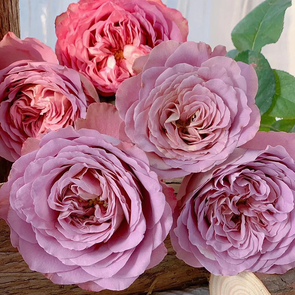 MAY ROSE パフュームパウダー MAY ROSE パフュームパウダー