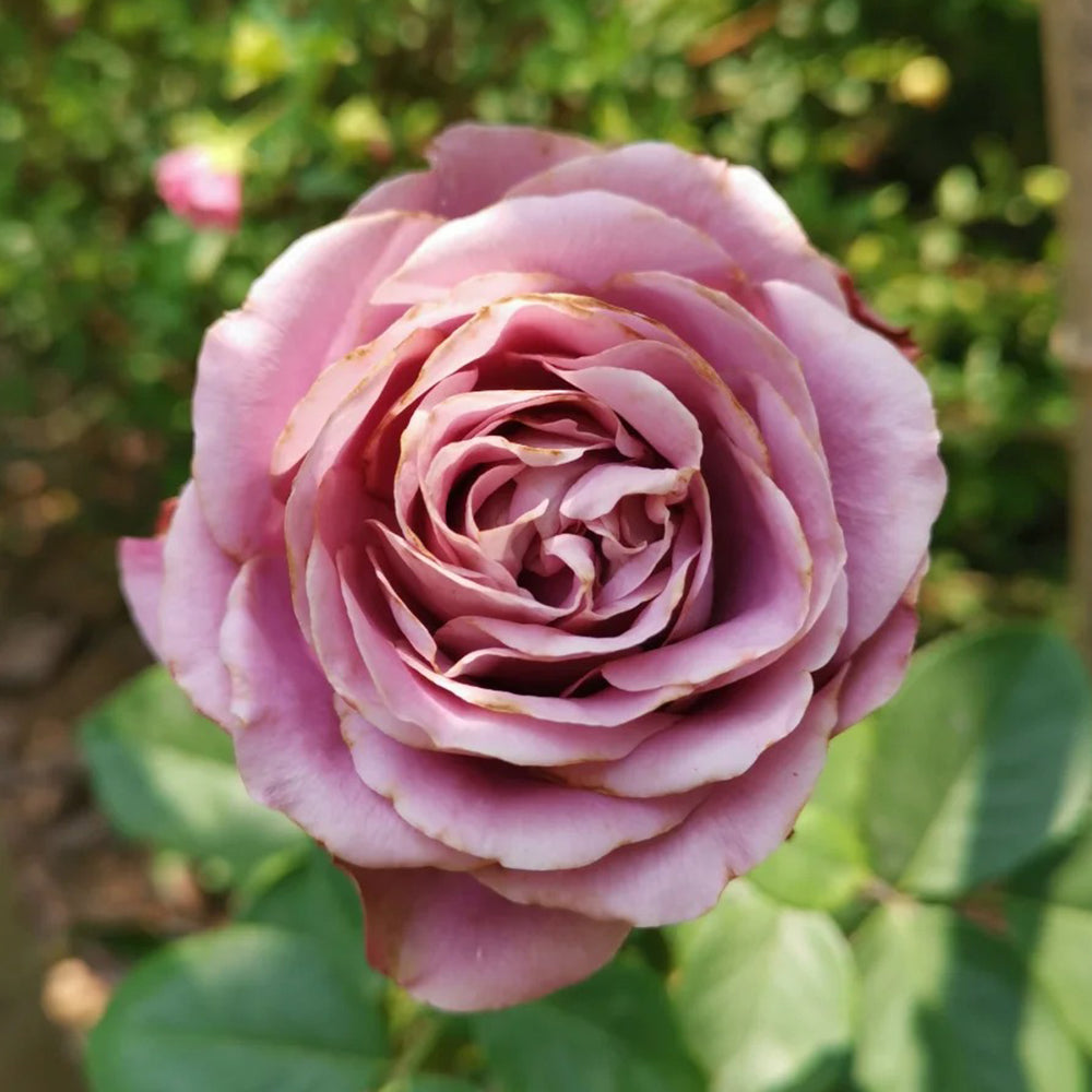 Solfa Japanese Florist Shrub Rose – Highgarden Roses