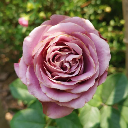 Solfa Japanese Florist Shrub Rose