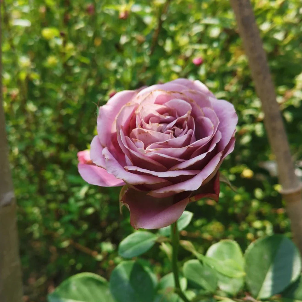 Solfa Japanese Florist Shrub Rose – Highgarden Roses