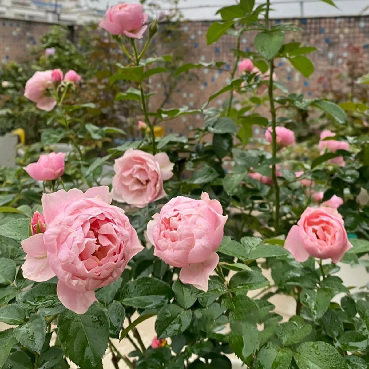 Sonus Faber Japanese Florist Shrub Rose