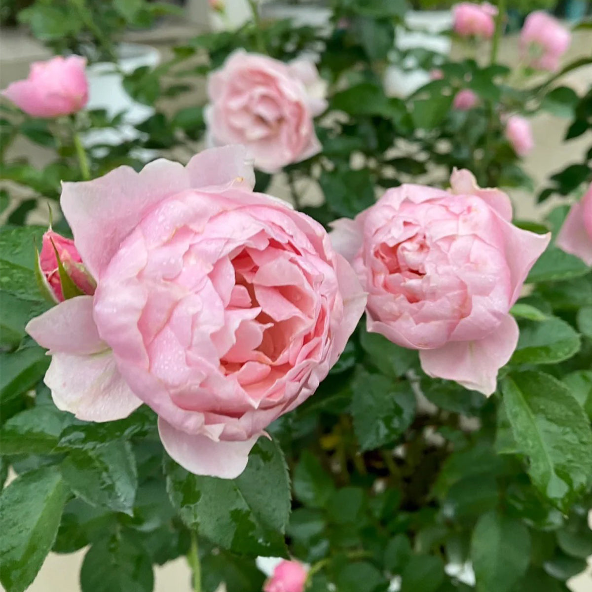 Sonus Faber Japanese Florist Shrub Rose