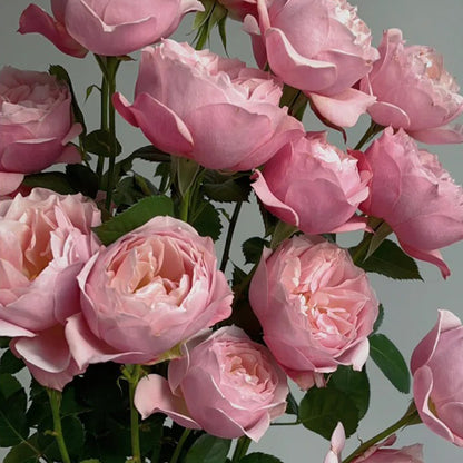 Sonus Faber Japanese Florist Shrub Rose