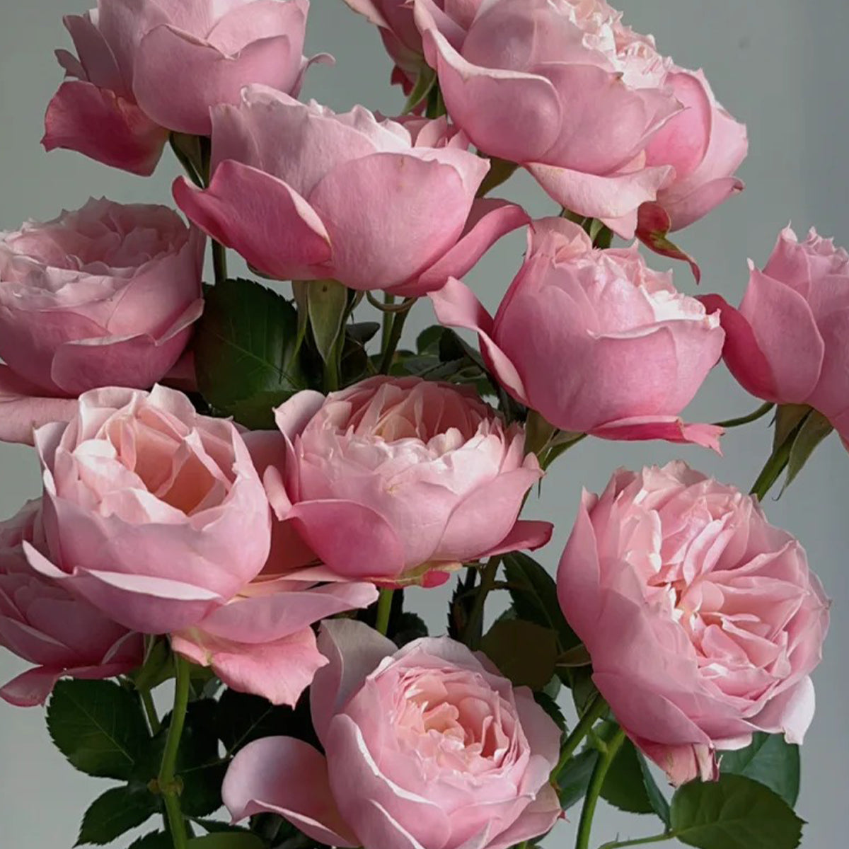 Sonus Faber Japanese Florist Shrub Rose