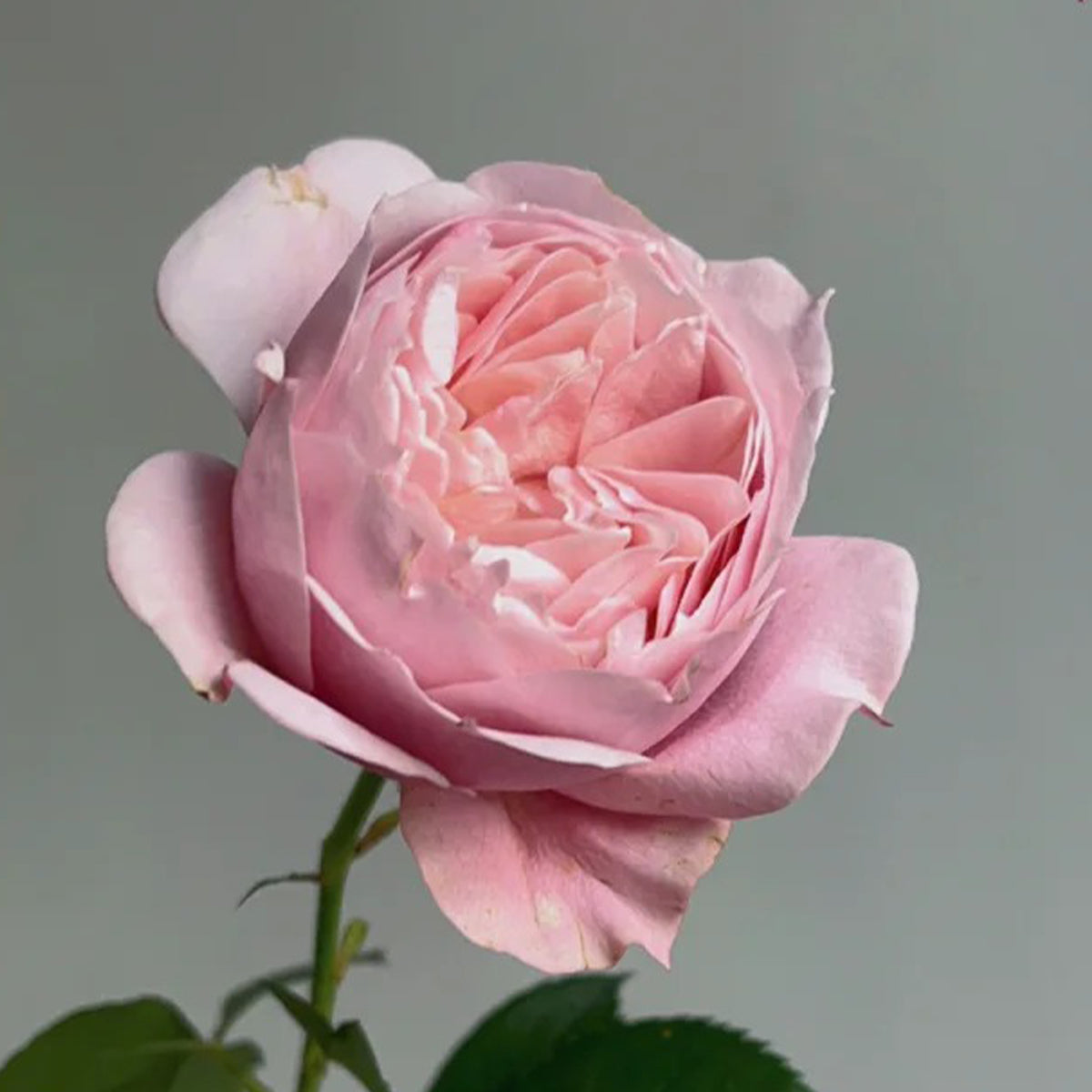 Sonus Faber Japanese Florist Shrub Rose