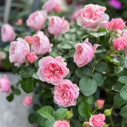 Sonus Faber Japanese Florist Shrub Rose