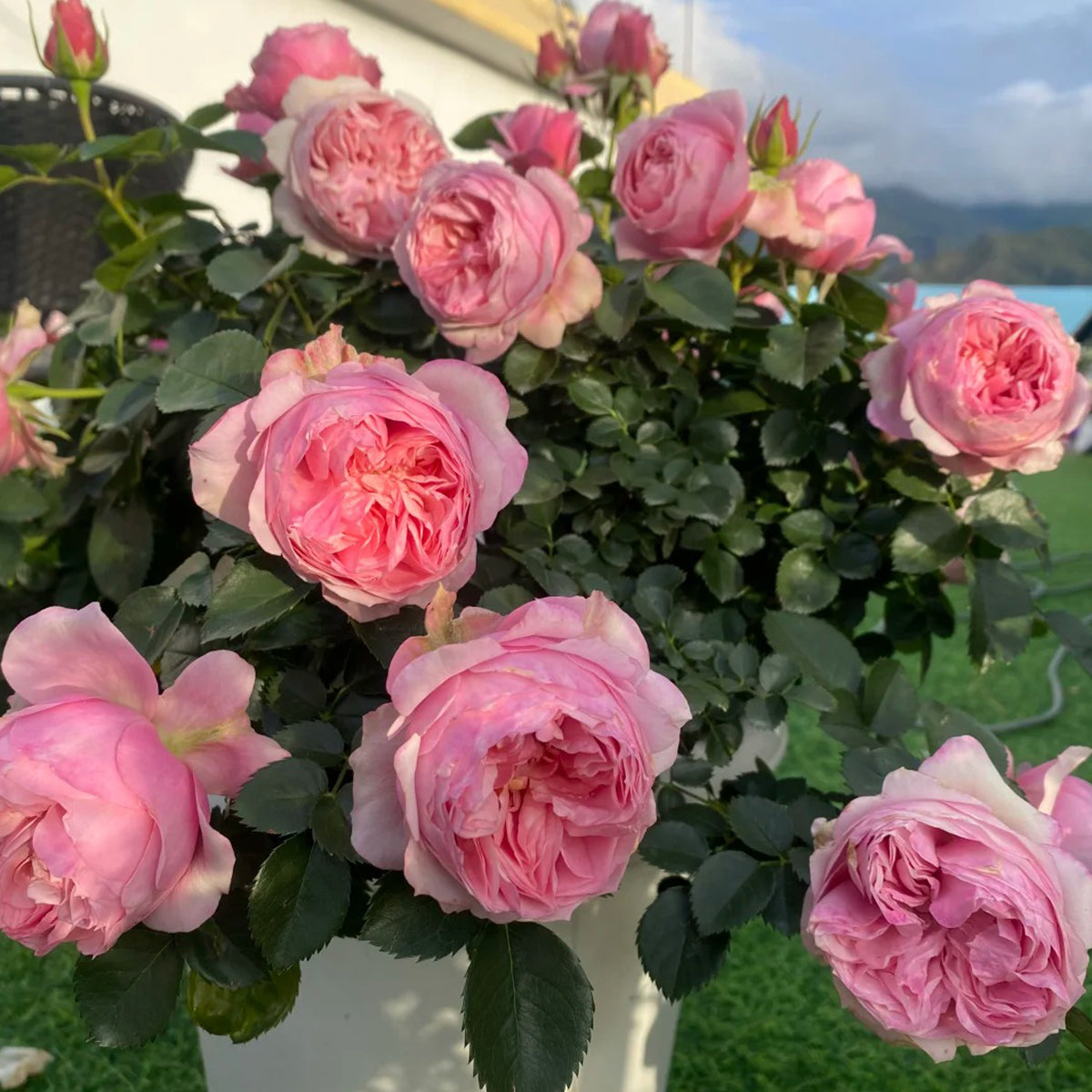 Sonus Faber Japanese Florist Shrub Rose