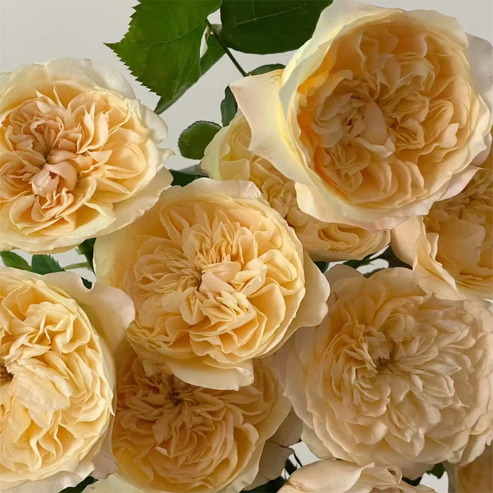 Souffle Florist Shrub Rose