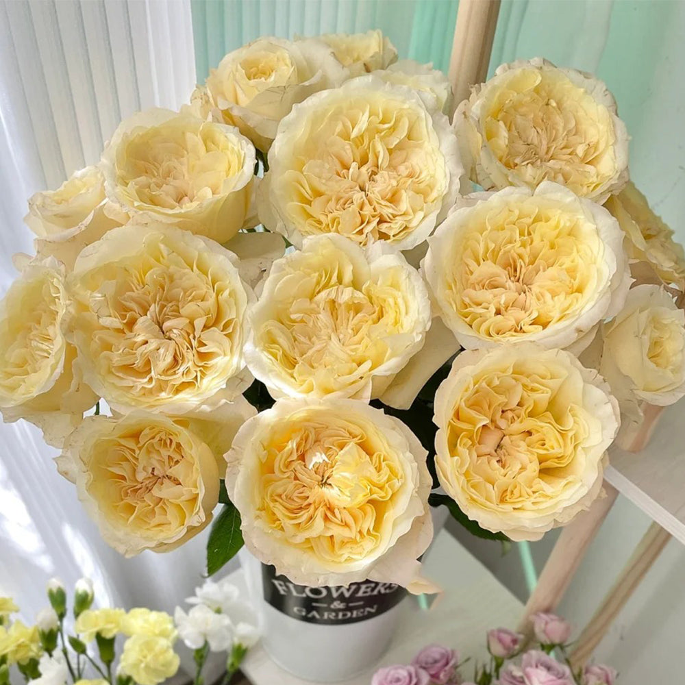 Souffle Florist Shrub Rose – Highgarden Roses