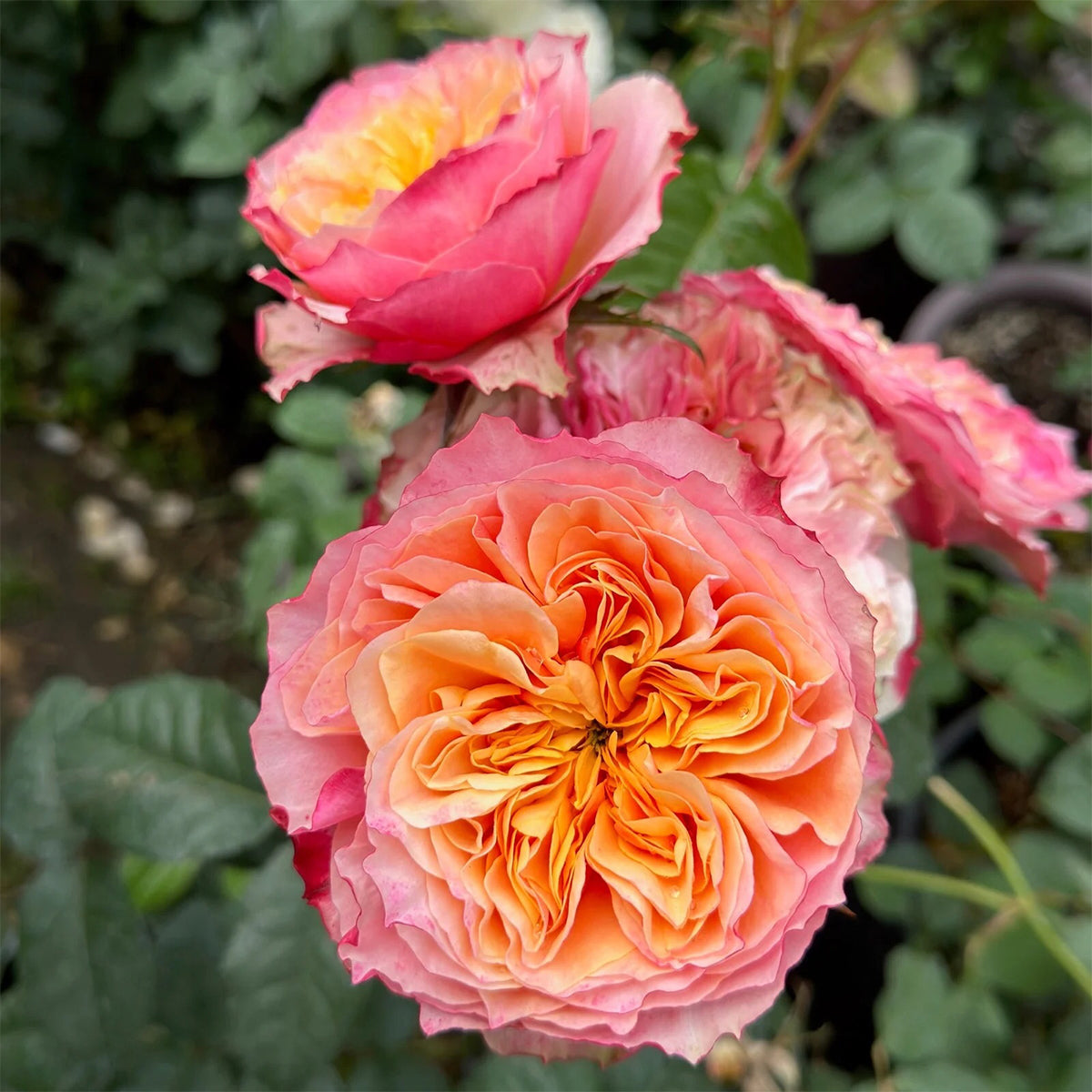 South Park German Florist Shrub Rose