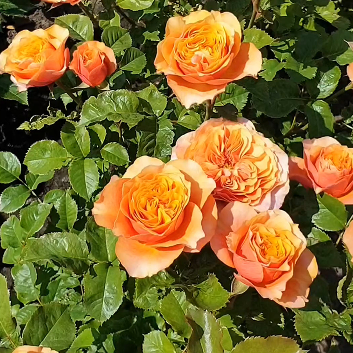 South Park German Florist Shrub Rose