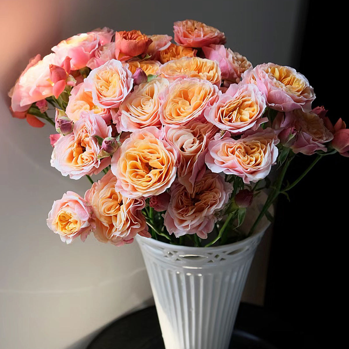 South Park German Florist Shrub Rose For Sale – Highgarden Roses
