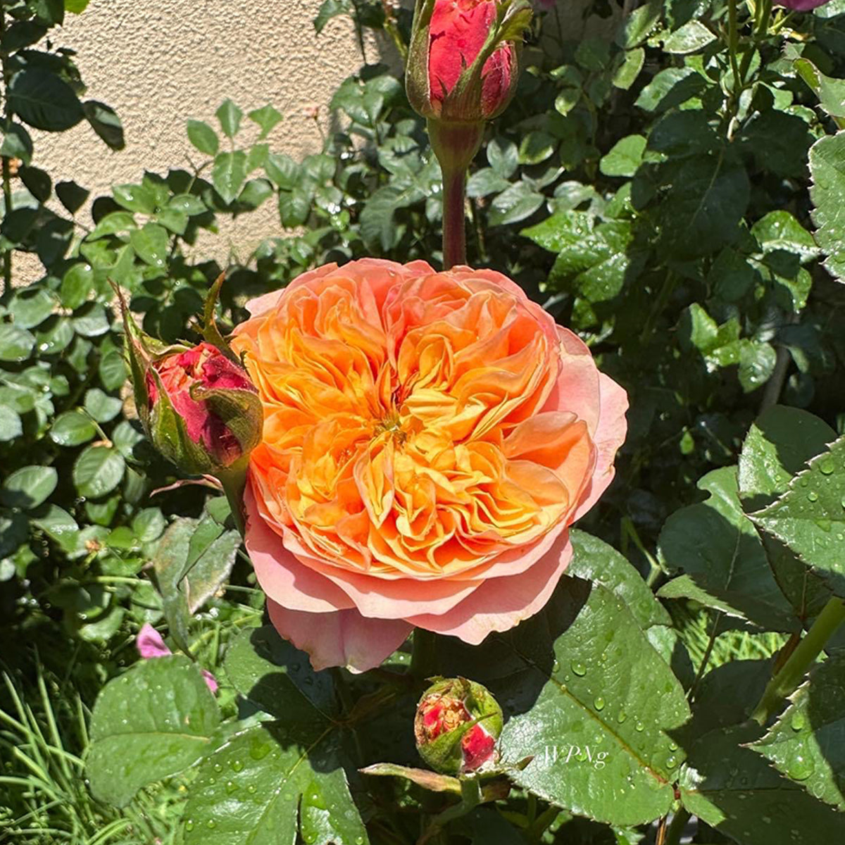 South Park German Florist Shrub Rose