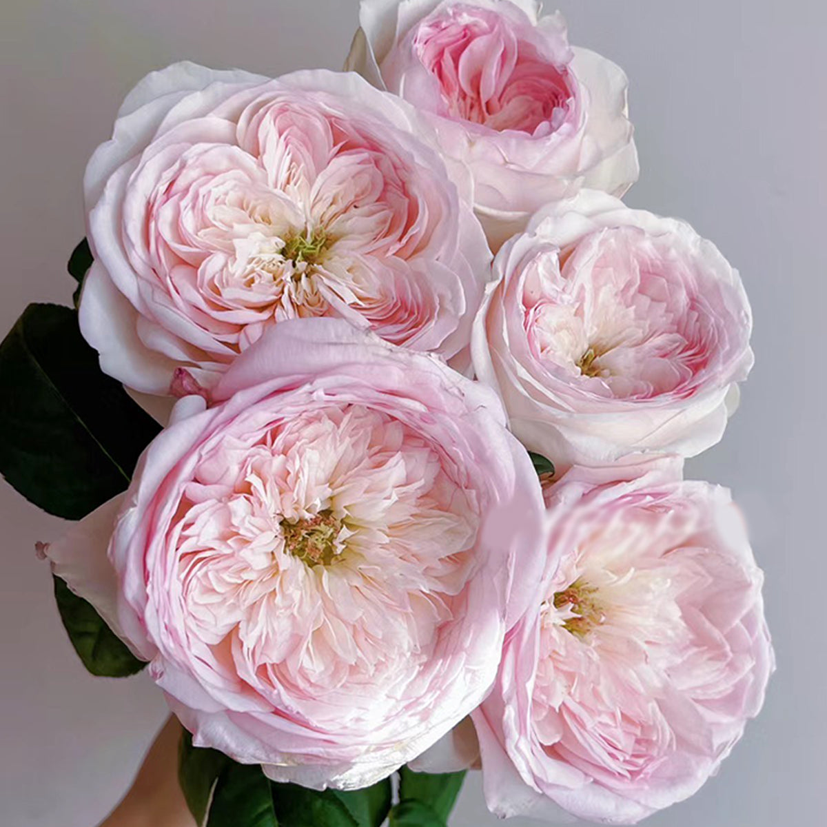 Special Bride Dutch Wedding Florist Shrub Rose – Highgarden Roses