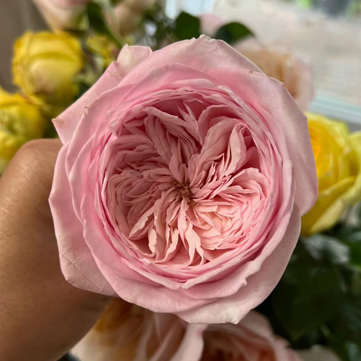 Special Bride Dutch Wedding Florist Shrub Rose – Highgarden Roses