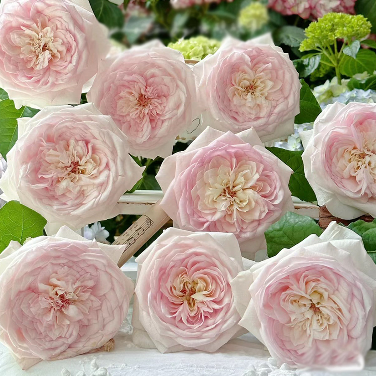 Special Bride Dutch Wedding Florist Shrub Rose – Highgarden Roses