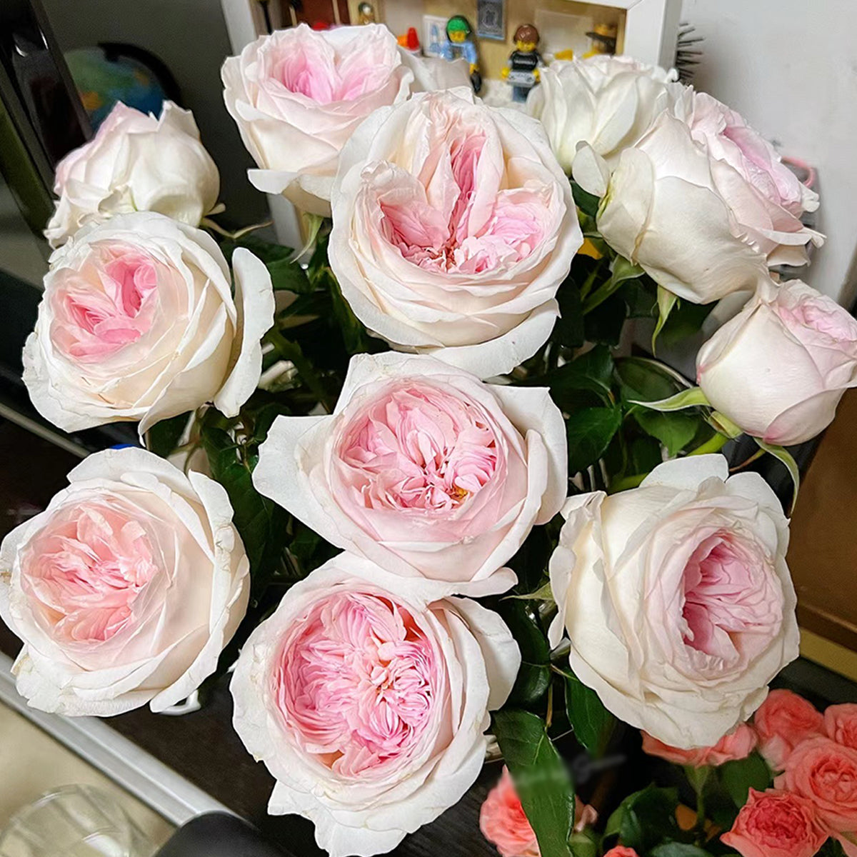 Special Bride Dutch Wedding Florist Shrub Rose – Highgarden Roses