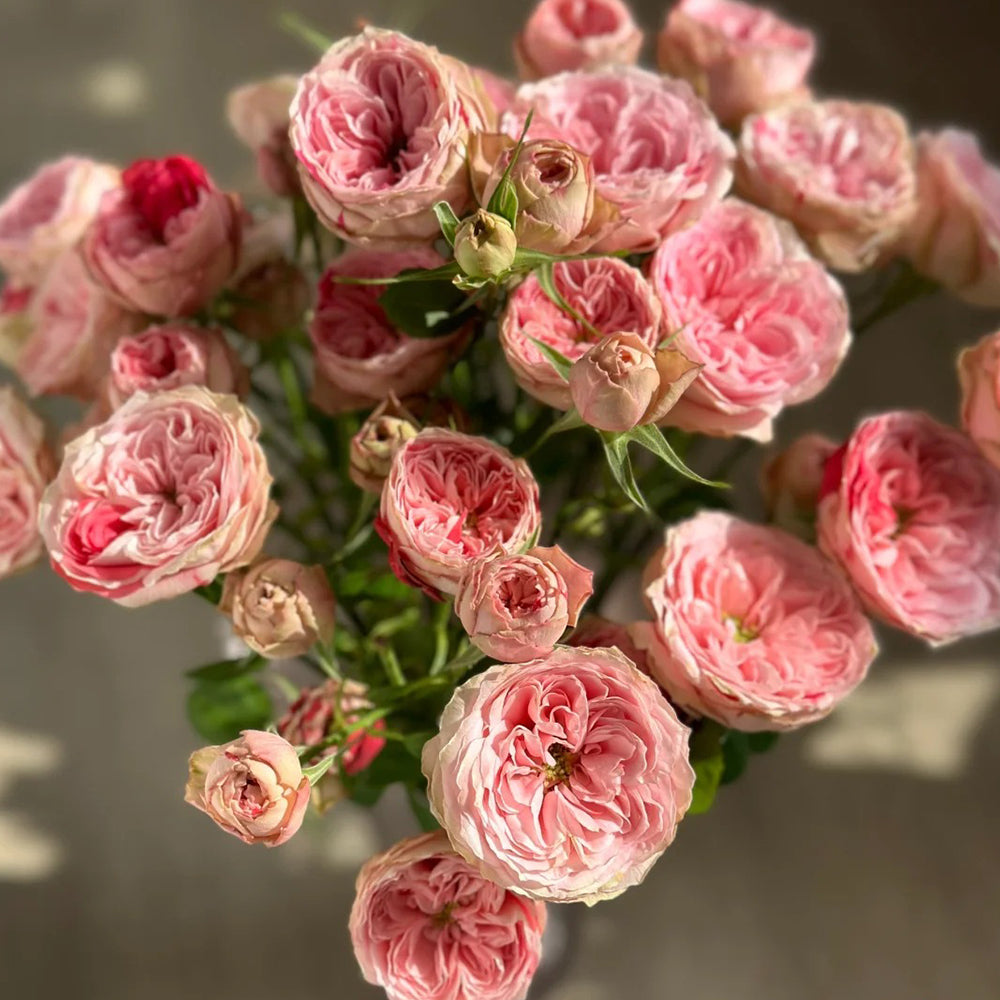 Speckled Opal Gem Netherlands Florist Shrub Rose