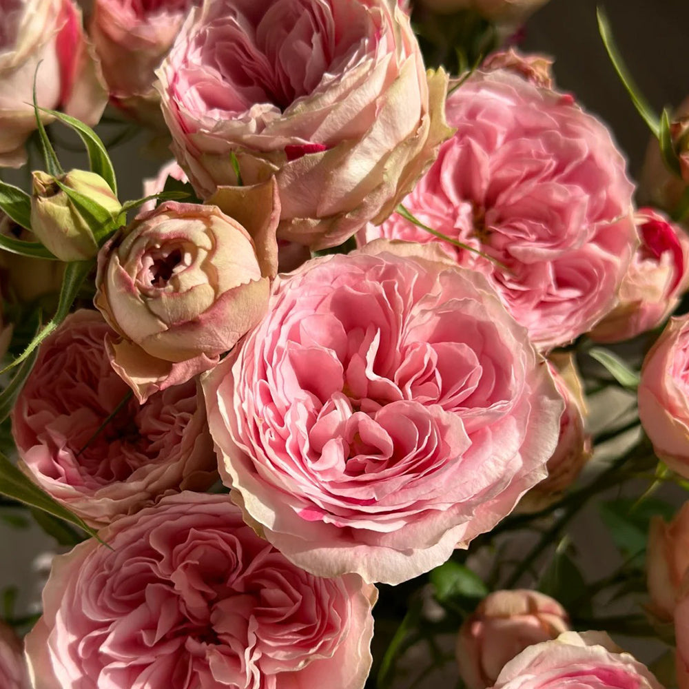 Speckled Opal Gem Netherlands Florist Shrub Rose