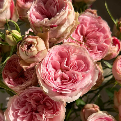 Speckled Opal Gem Netherlands Florist Shrub Rose