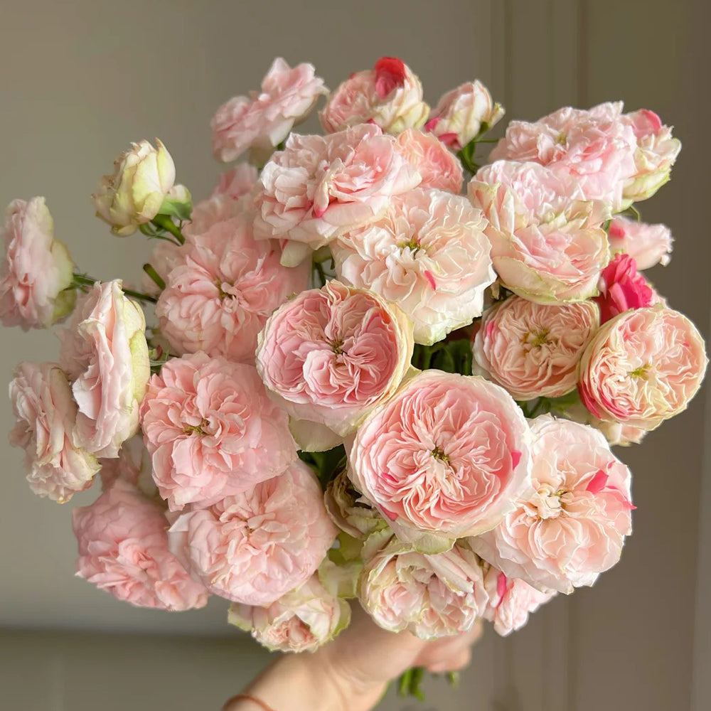 Speckled Opal Gem Netherlands Florist Shrub Rose