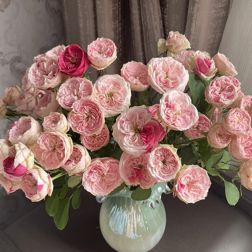 Speckled Opal Gem Netherlands Florist Shrub Rose