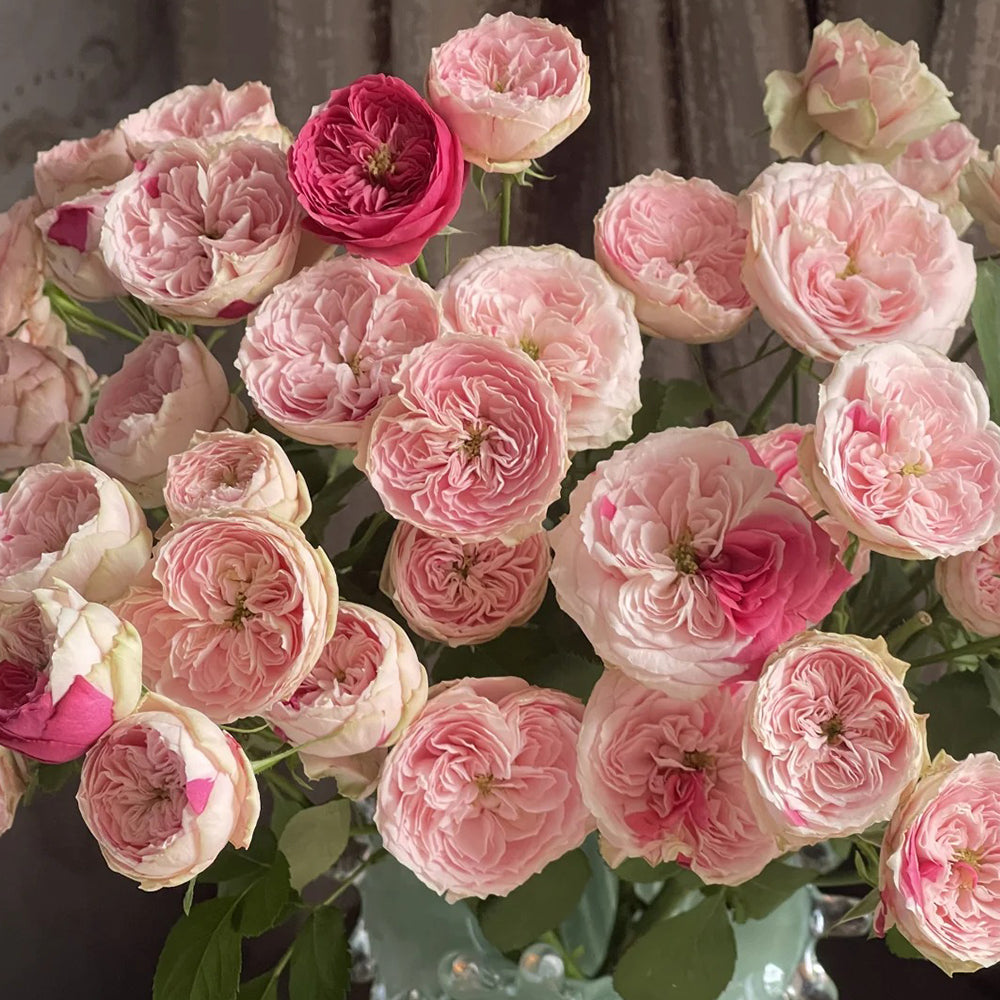 Speckled Opal Gem Netherlands Florist Shrub Rose