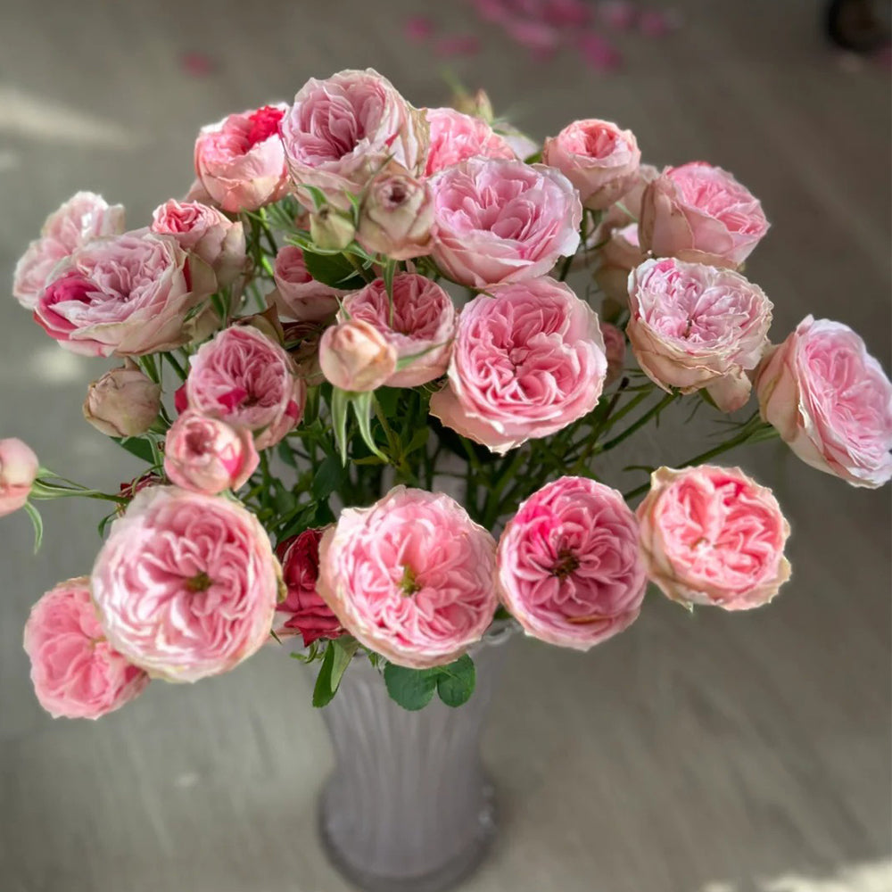 Speckled Opal Gem Netherlands Florist Shrub Rose