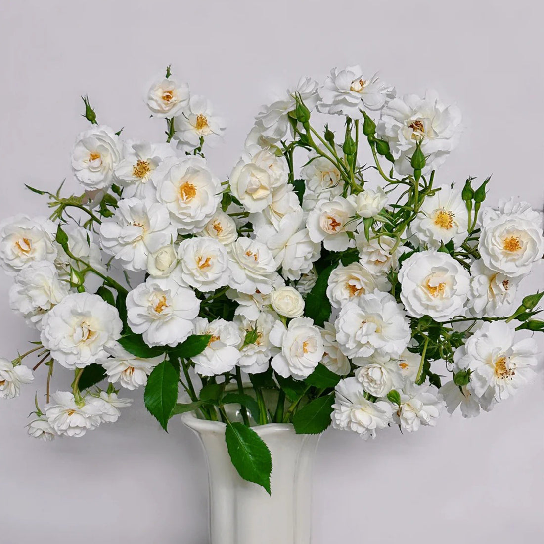 Spinnaker Amorina Netherlands Garden Climbing Rose