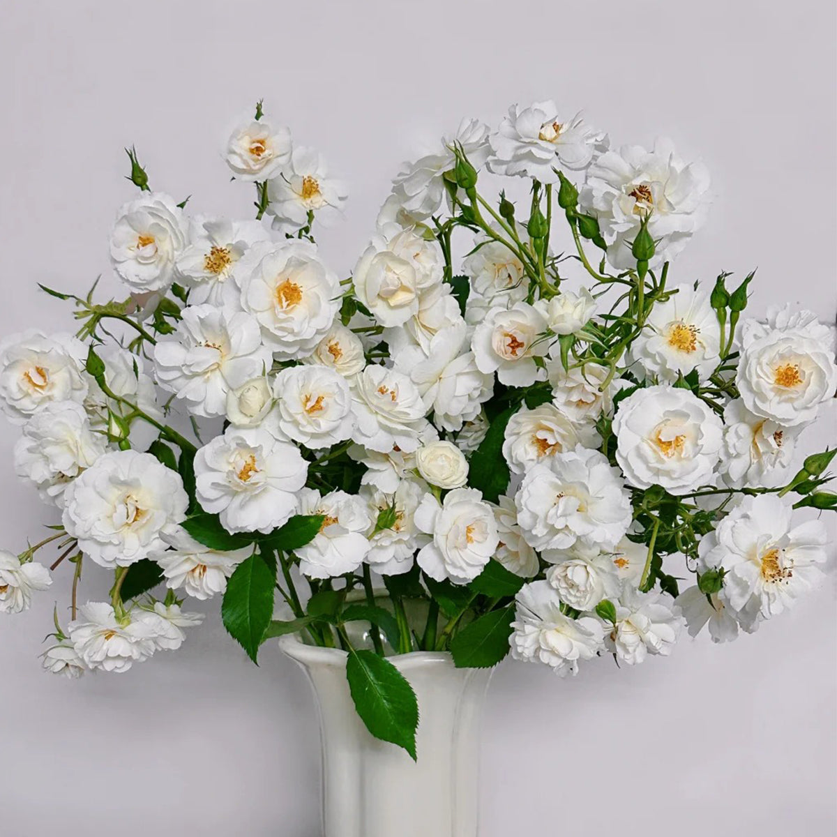 Spinnaker Amorina Netherlands Garden Climbing Rose