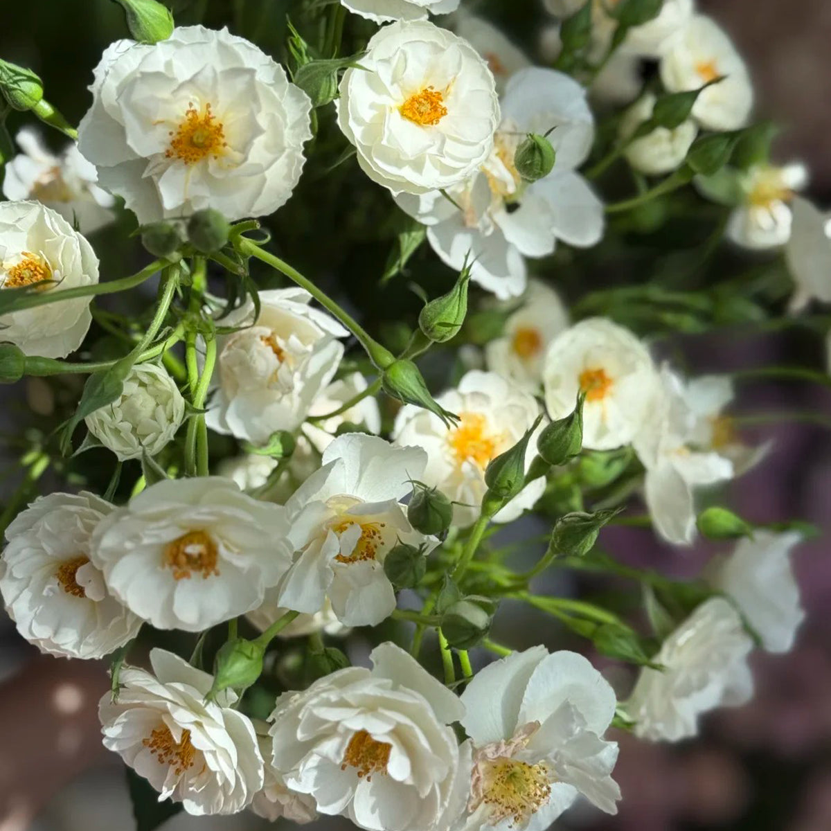 Spinnaker Amorina Netherlands Garden Climbing Rose