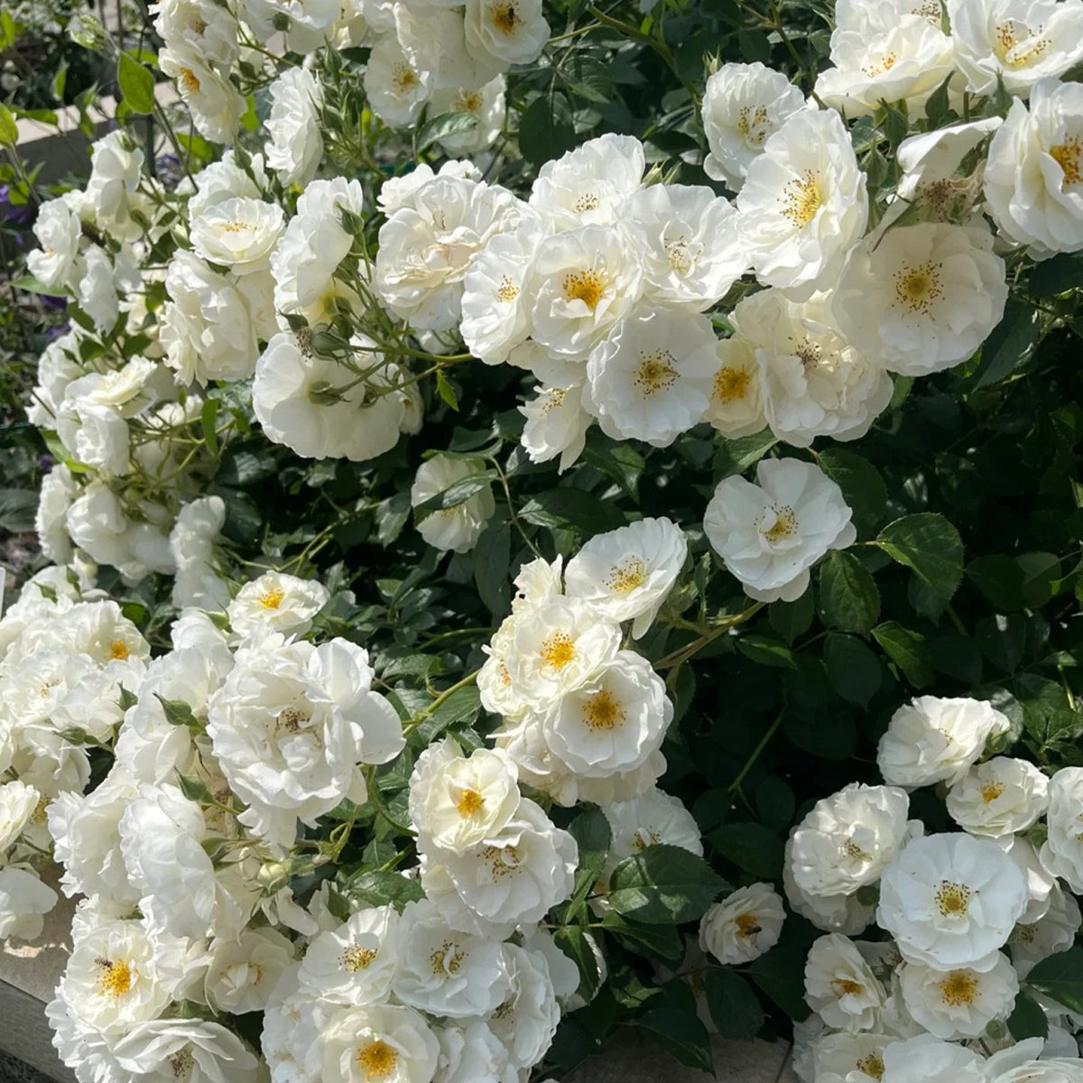 Spinnaker Amorina Netherlands Garden Climbing Rose