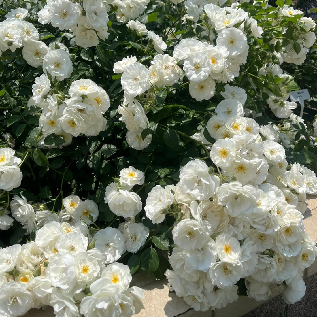 Spinnaker Amorina Netherlands Garden Climbing Rose