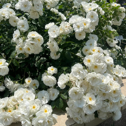 Spinnaker Amorina Netherlands Garden Climbing Rose