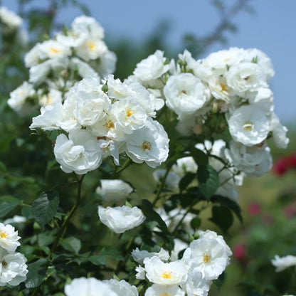 Spinnaker Amorina Netherlands Garden Climbing Rose