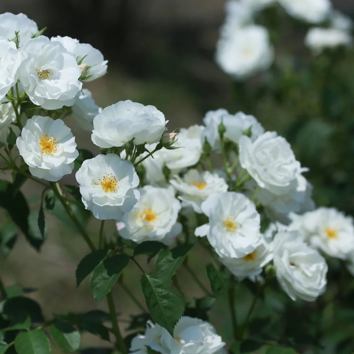 Spinnaker Amorina Netherlands Garden Climbing Rose
