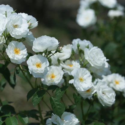 Spinnaker Amorina Netherlands Garden Climbing Rose