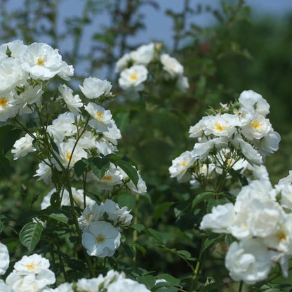Spinnaker Amorina Netherlands Garden Climbing Rose