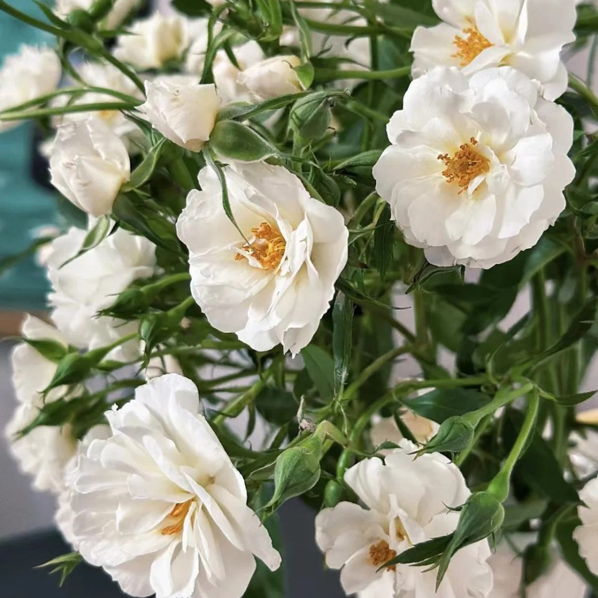 Spinnaker Amorina Netherlands Garden Climbing Rose