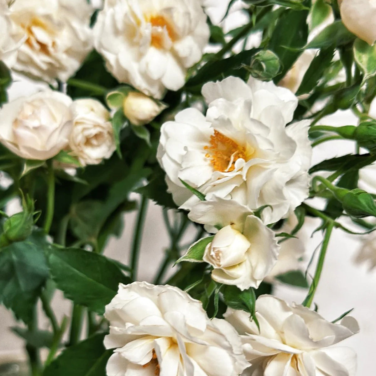 Spinnaker Amorina Netherlands Garden Climbing Rose