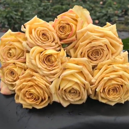 Spoiler Netherlands Florist Shrub Rose