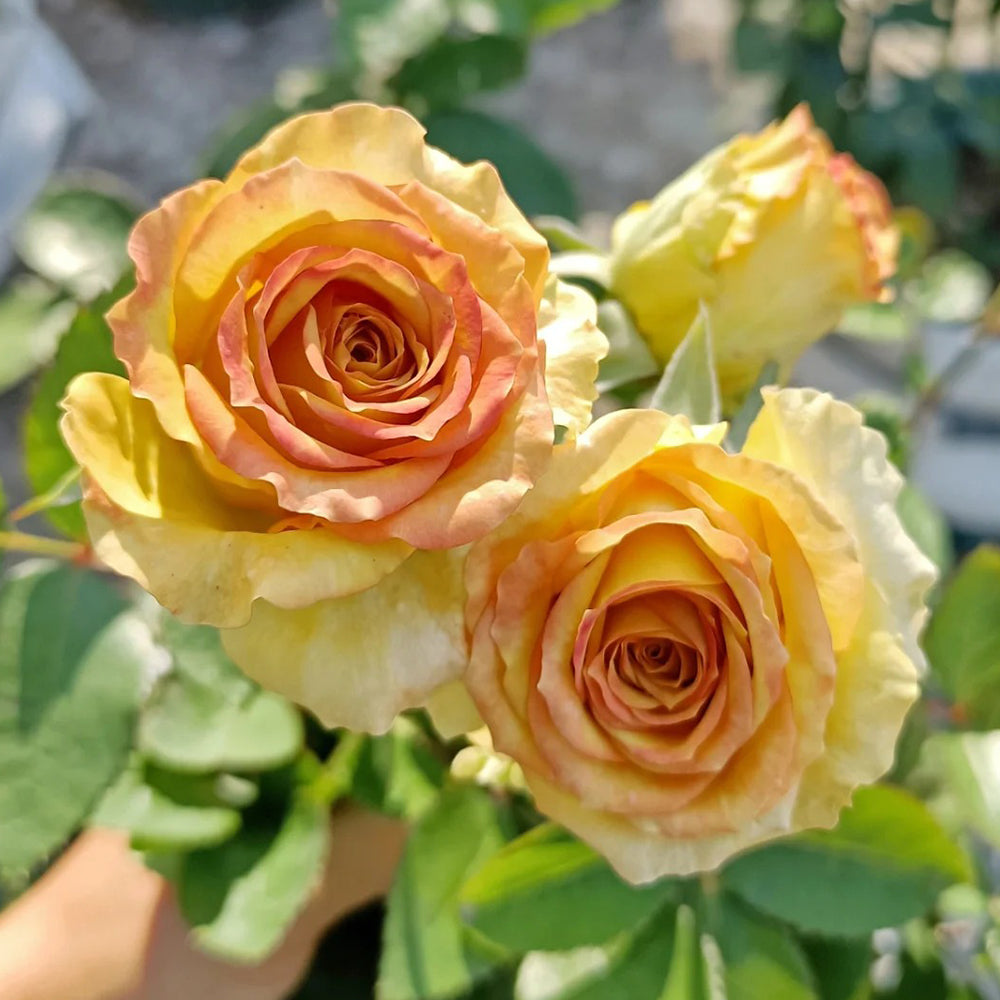 Spoiler Dutch Florist Shrub Rose – Highgarden Roses