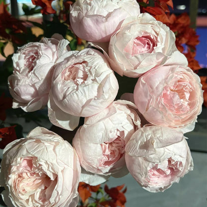 St. Cecilia English Florist Shrub Rose