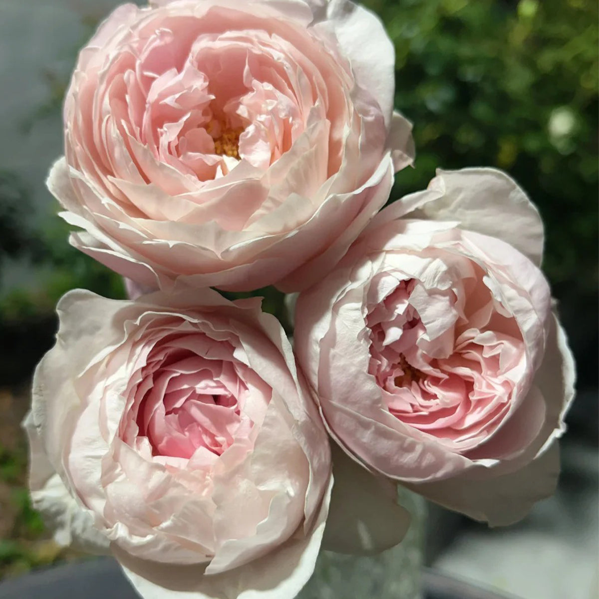 St. Cecilia English Florist Shrub Rose