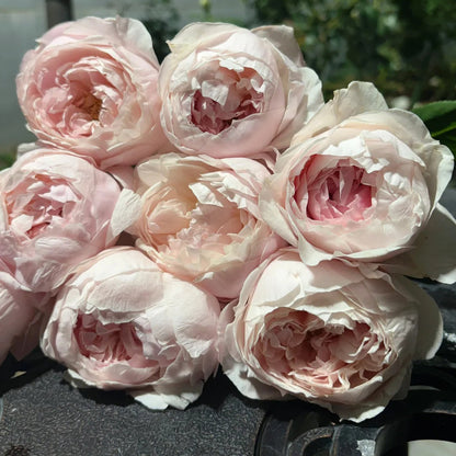 St. Cecilia English Florist Shrub Rose