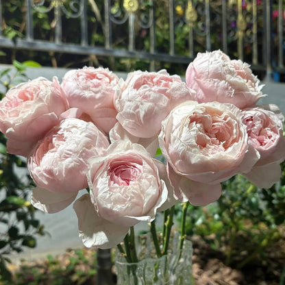 St. Cecilia English Florist Shrub Rose