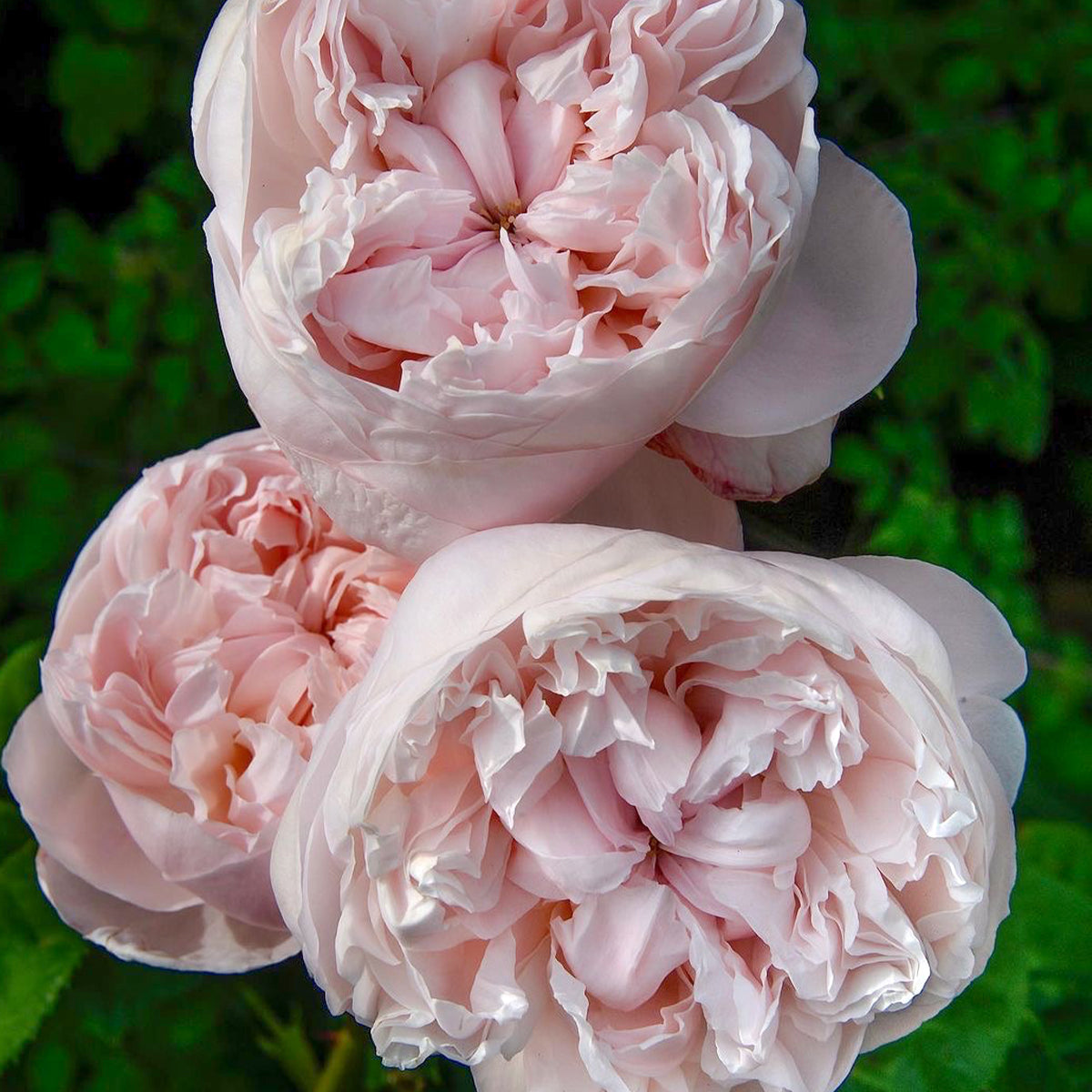 St. Cecilia English Florist Shrub Rose