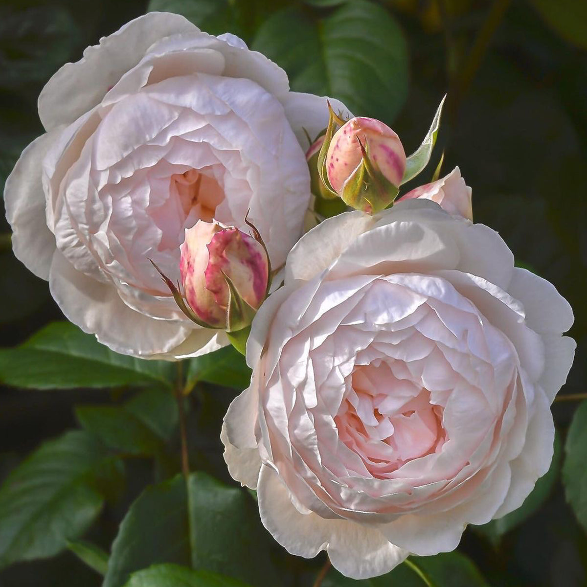 St. Cecilia English Florist Shrub Rose