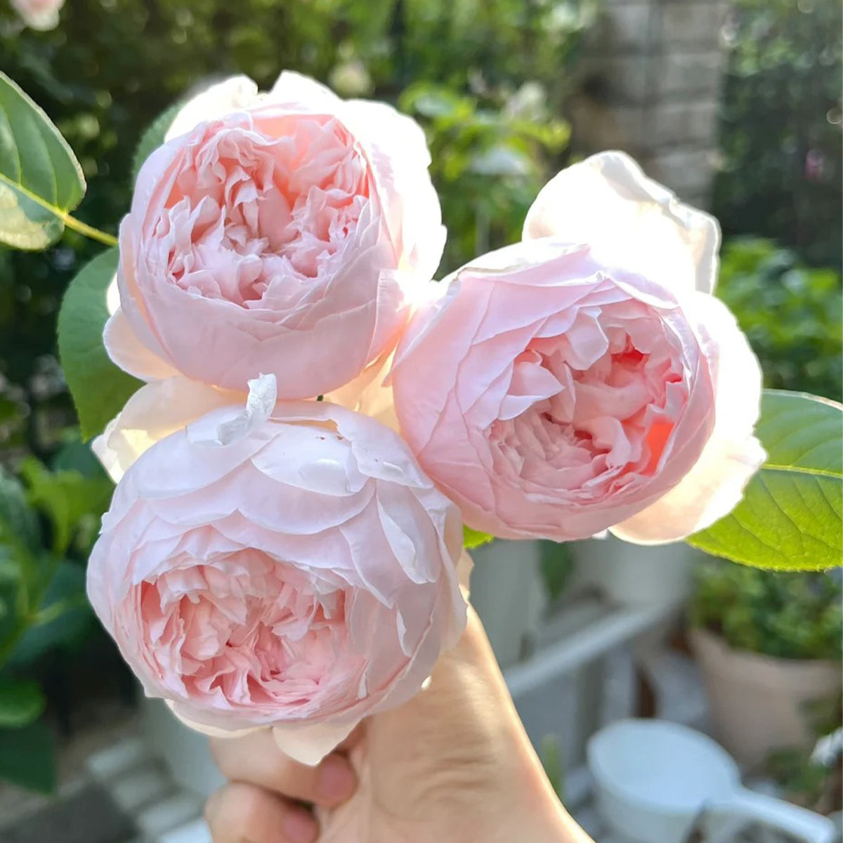 St. Cecilia English Florist Shrub Rose